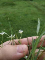 Stellaria hebecalyx