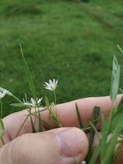 Stellaria hebecalyx
