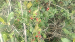 Ilex pubescens