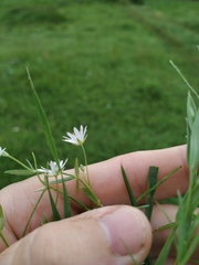 Stellaria hebecalyx