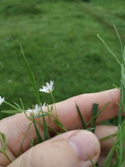 Stellaria hebecalyx