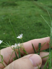 Stellaria hebecalyx