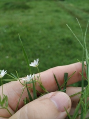 Stellaria hebecalyx