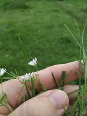 Stellaria hebecalyx