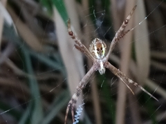 Argiope keyserlingi