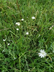 Stellaria hebecalyx