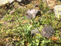 Seseli condensatum