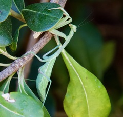 Stagmomantis limbata