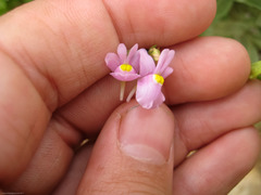 Nemesia denticulata