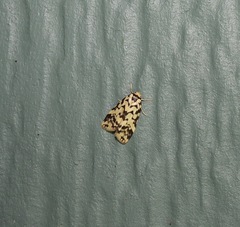 Goniosema anguliscripta