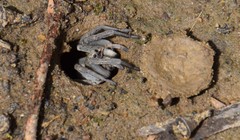 Portacosa cinerea