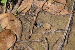 Portacosa cinerea