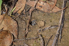 Portacosa cinerea