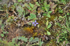 Cyananthus hookeri