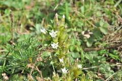 Gentiana yunnanensis