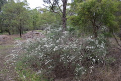 Kunzea ambigua