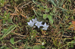 Lomatogonium lijiangense