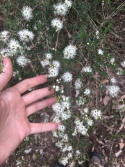 Kunzea ambigua