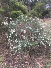 Kunzea ambigua