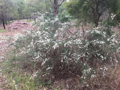 Kunzea ambigua