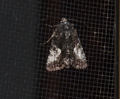 Aedia acronyctoides