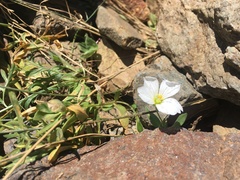 Cerastium lithospermifolium