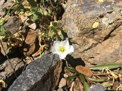 Cerastium lithospermifolium