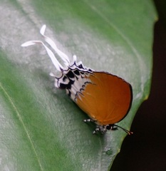 Eooxylides tharis distanti