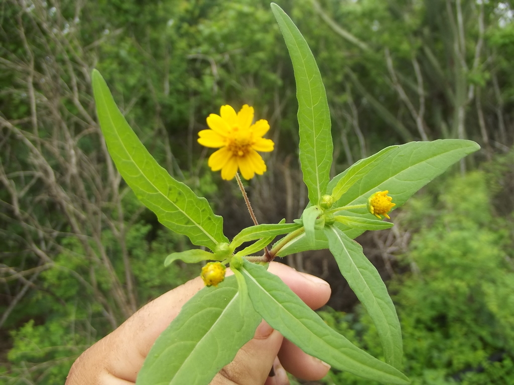 Melampodium rosei