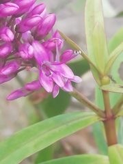 Veronica × andersonii