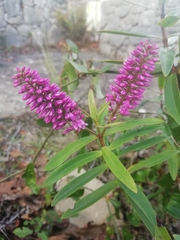 Veronica × andersonii