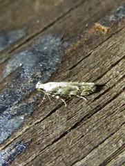 Coleotechnites coniferella