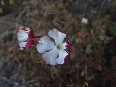 Zaluzianskya katherinae
