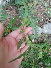 Tetragonotheca texana