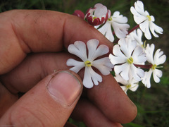 Zaluzianskya katherinae