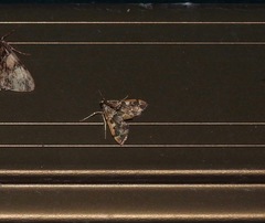 Nacoleia glageropa
