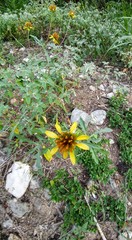 Tetragonotheca texana