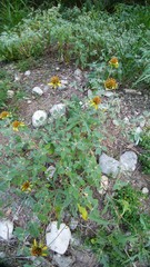 Tetragonotheca texana