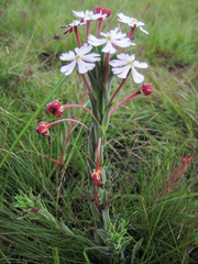 Zaluzianskya elongata
