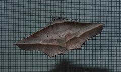 Oenochroma vetustaria