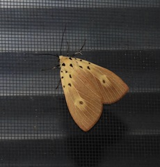 Asota iodamia