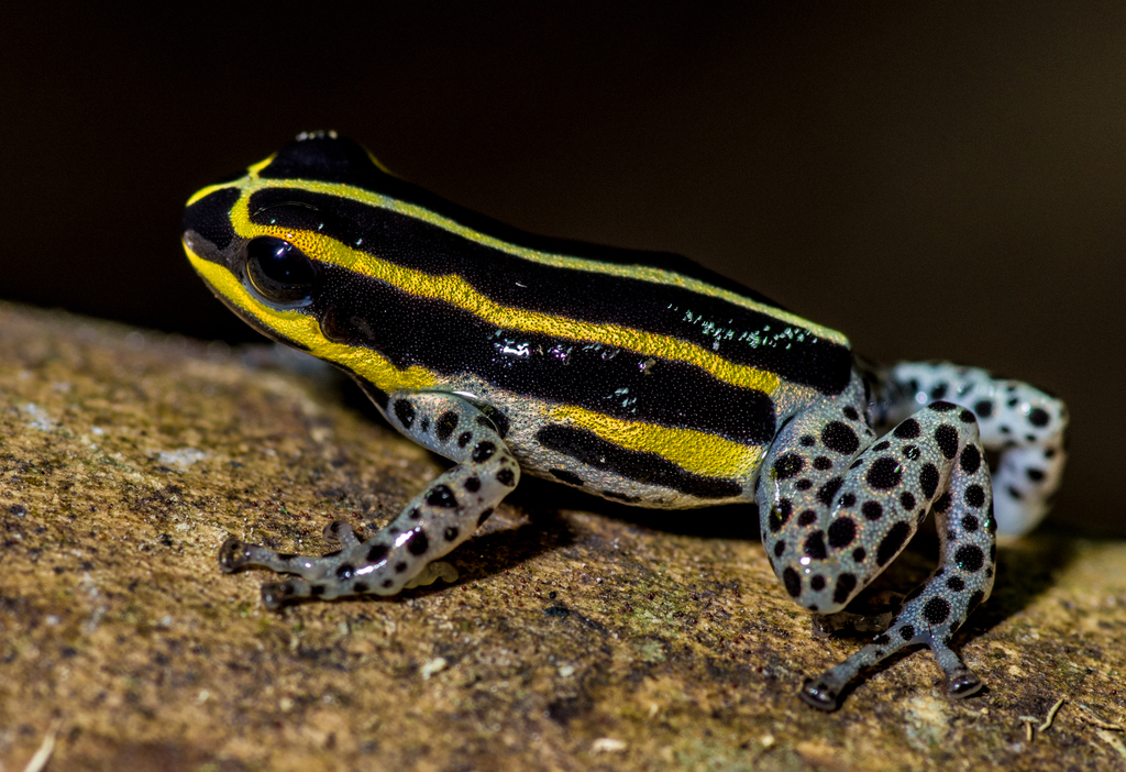 Sira Poison Frog