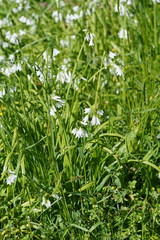 Allium triquetrum