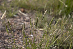 Enneapogon nigricans