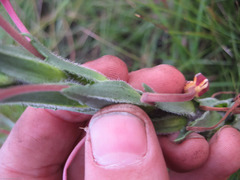 Zaluzianskya elongata