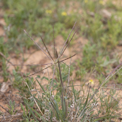 Enteropogon acicularis