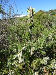 Albuca juncifolia