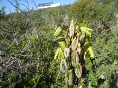 Albuca juncifolia