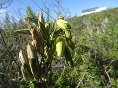 Albuca juncifolia