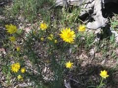 Xerochrysum viscosum